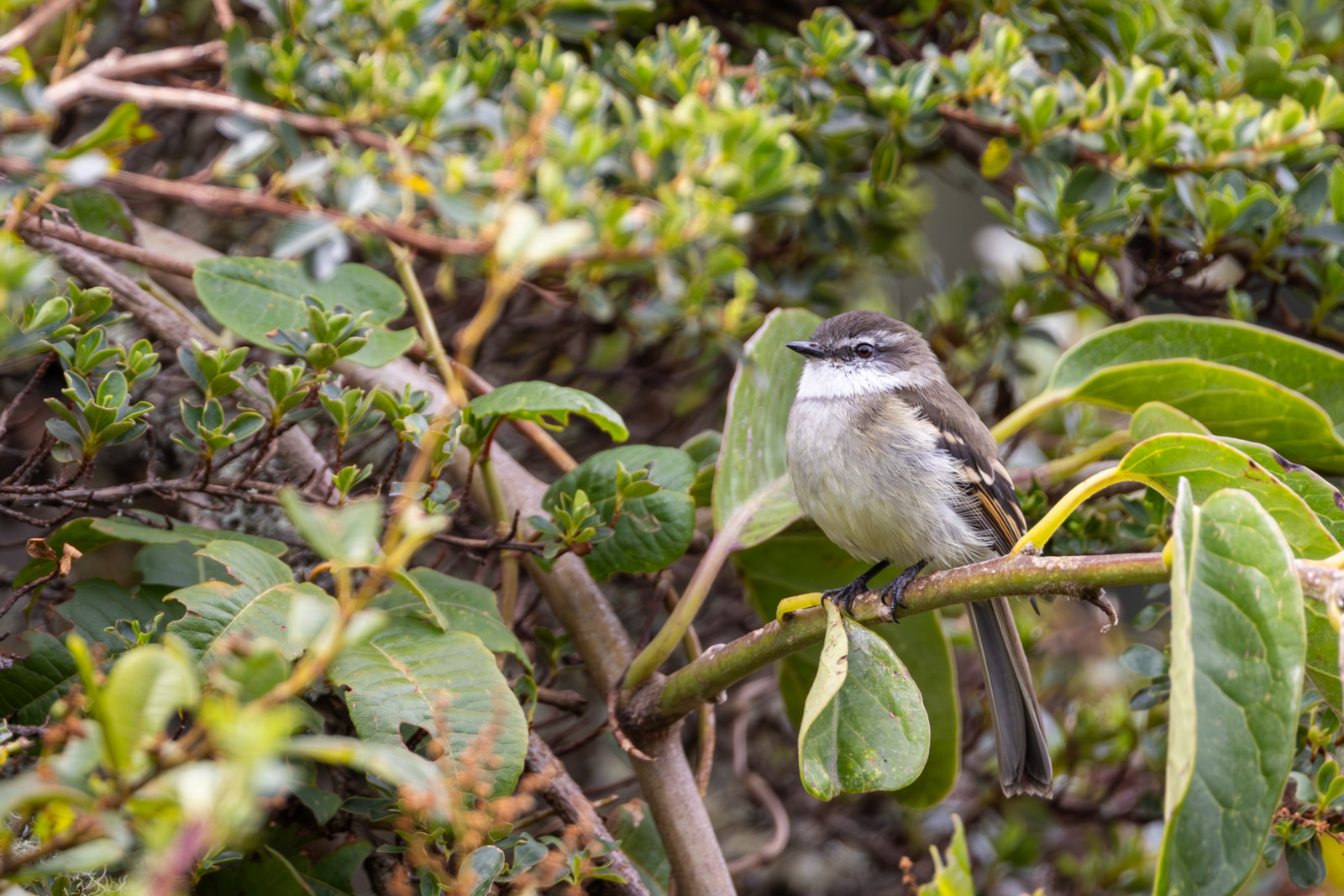 image White-throated Tyrannulet